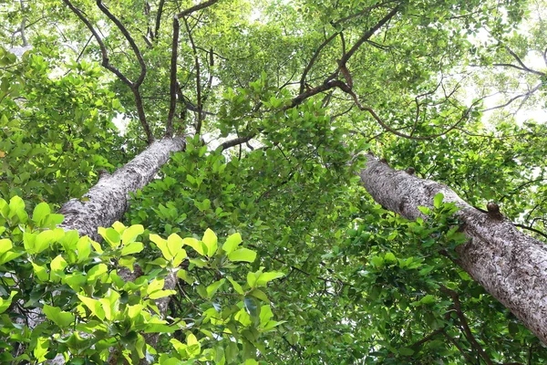 Диптерокапус Большое Дерево Глубоком Лесу Таиланд — стоковое фото
