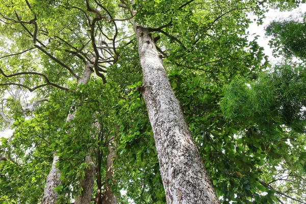 Dipterocapus Tree Big Tree Deep Forest Thailand — Stock Photo, Image