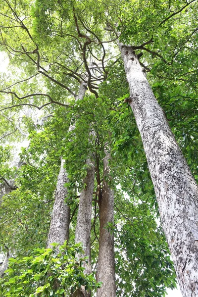 Dipterocapus Arbre Grand Arbre Dans Forêt Profonde Thaïlande — Photo