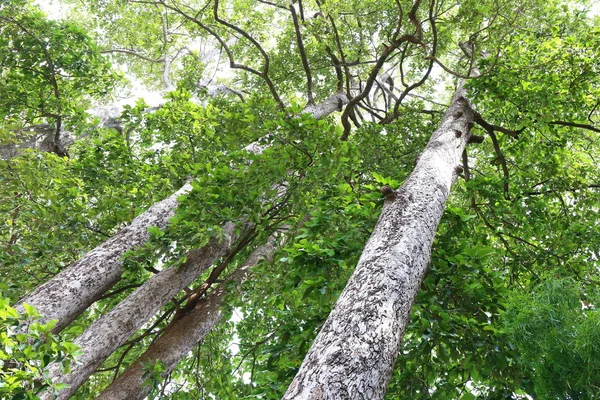 Dipterocapus Δέντρο Μεγάλο Δέντρο Βαθύ Δάσος Ταϊλάνδη — Φωτογραφία Αρχείου