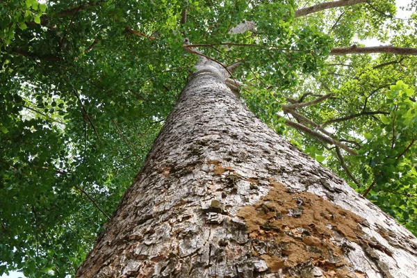 Árbol Del Dipterocapus Árbol Grande Bosque Profundo Tailandia —  Fotos de Stock