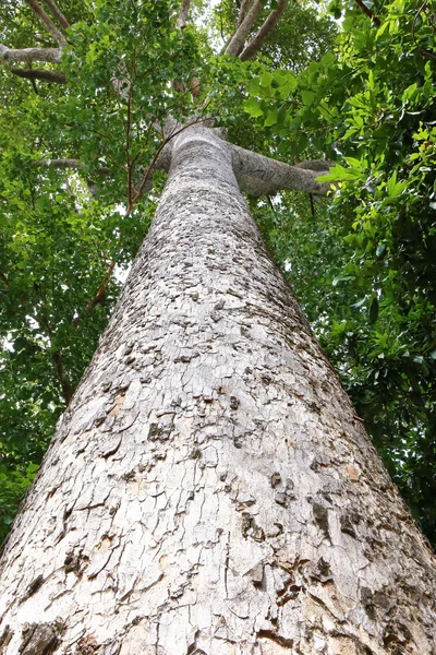 Albero Del Dipterocapus Grande Albero Nella Foresta Profonda Thailandia — Foto Stock