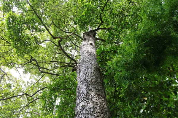 Dipterocapus Großer Baum Tiefen Wald Thailand — Stockfoto