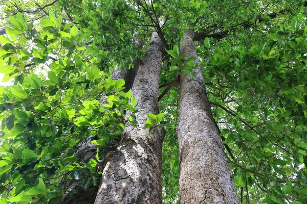 Árbol Del Dipterocapus Árbol Grande Bosque Profundo Tailandia —  Fotos de Stock