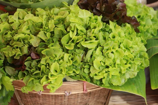 Chêne Vert Chêne Rouge Dans Panier — Photo