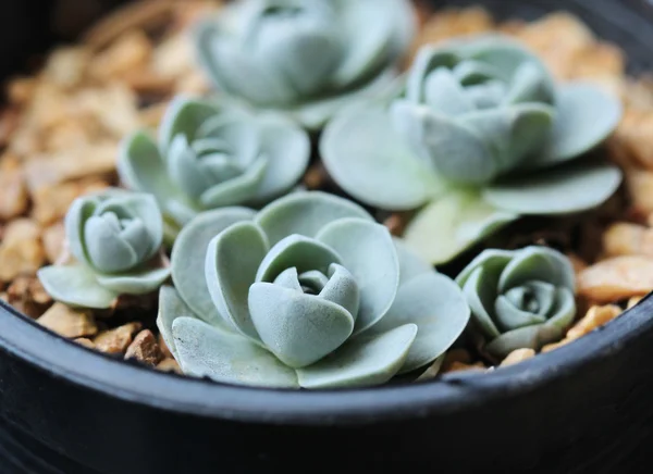 Closeup Arid Plant Pot — Stock Photo, Image