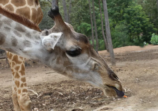Närbild Öga Giraff — Stockfoto