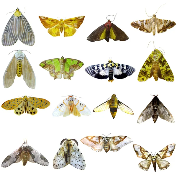 Colección Hermosas Mariposas Tropicales Aisladas Sobre Fondo Blanco —  Fotos de Stock