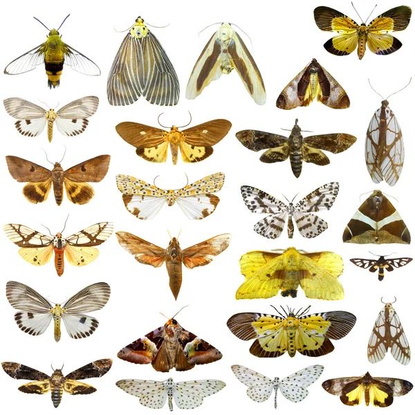 Colección Hermosas Mariposas Tropicales Aisladas Sobre Fondo Blanco —  Fotos de Stock