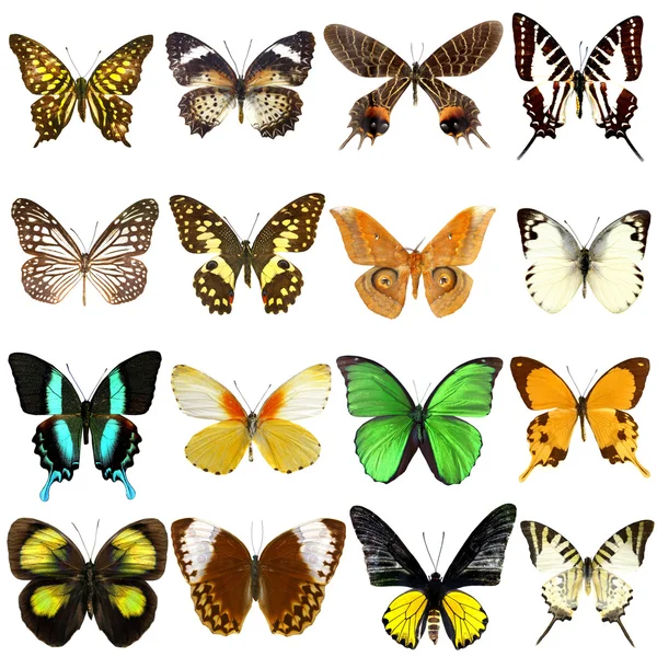 Colección Hermosas Mariposas Tropicales Aisladas Sobre Fondo Blanco — Foto de Stock