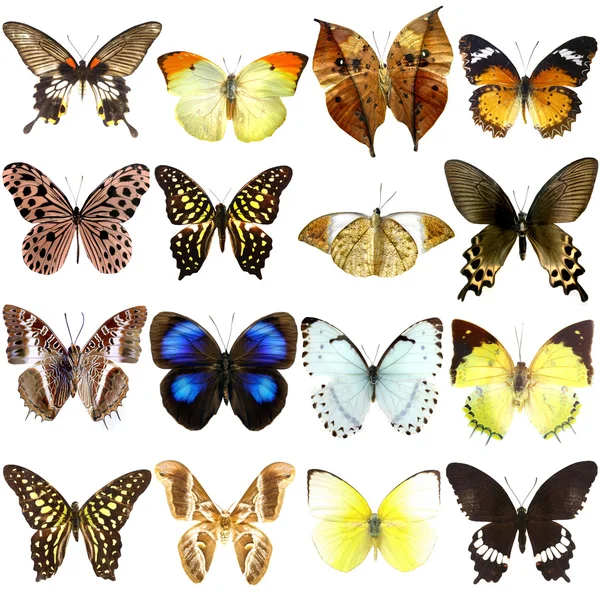 Colección Hermosas Mariposas Tropicales Aisladas Sobre Fondo Blanco —  Fotos de Stock