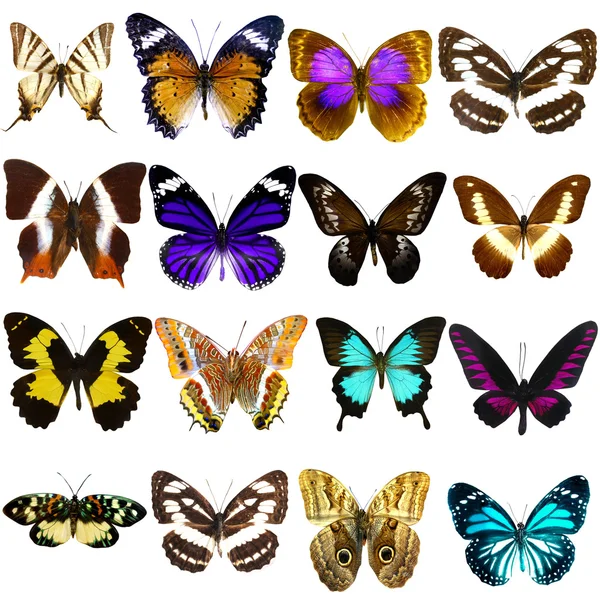 Collectie Van Prachtige Tropische Vlinders Geïsoleerd Witte Achtergrond — Stockfoto