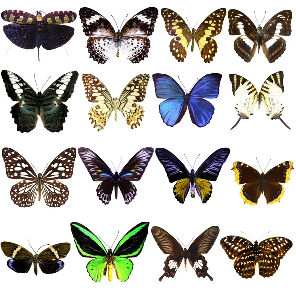 Kolekcja Pięknych Tropikalnych Motyli Białym Tle — Zdjęcie stockowe