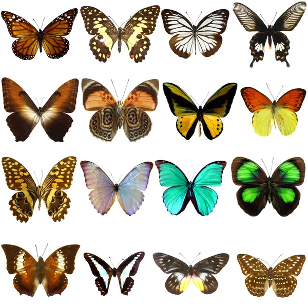 Collectie Van Prachtige Tropische Vlinders Geïsoleerd Witte Achtergrond — Stockfoto