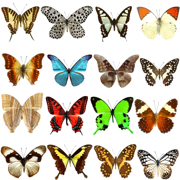 Colección Hermosas Mariposas Tropicales Aisladas Sobre Fondo Blanco — Foto de Stock