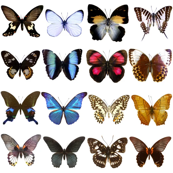 Colección Hermosas Mariposas Tropicales Aisladas Sobre Fondo Blanco —  Fotos de Stock