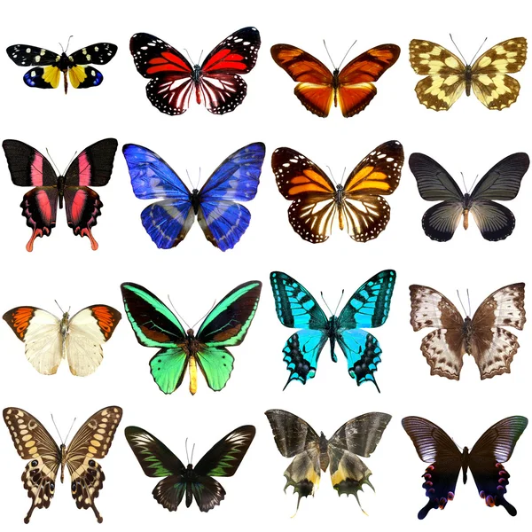 Colección Hermosas Mariposas Tropicales Aisladas Sobre Fondo Blanco — Foto de Stock