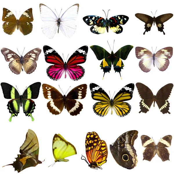 Colección Hermosas Mariposas Tropicales Aisladas Sobre Fondo Blanco — Foto de Stock