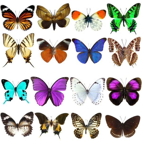 Colección Hermosas Mariposas Tropicales Aisladas Sobre Fondo Blanco — Foto de Stock