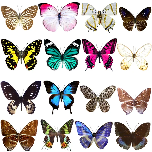Beyaz arka plan üzerinde izole güzel tropik kelebek koleksiyonu