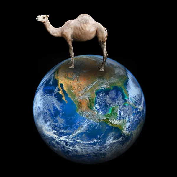 Camello Tierra Incluidos Los Elementos Suministrados Por Nasa — Foto de Stock