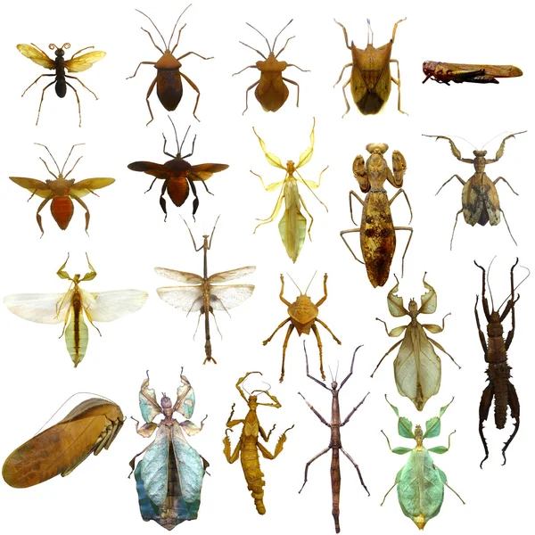 Collection Grasshopper Isolated White Background — 图库照片