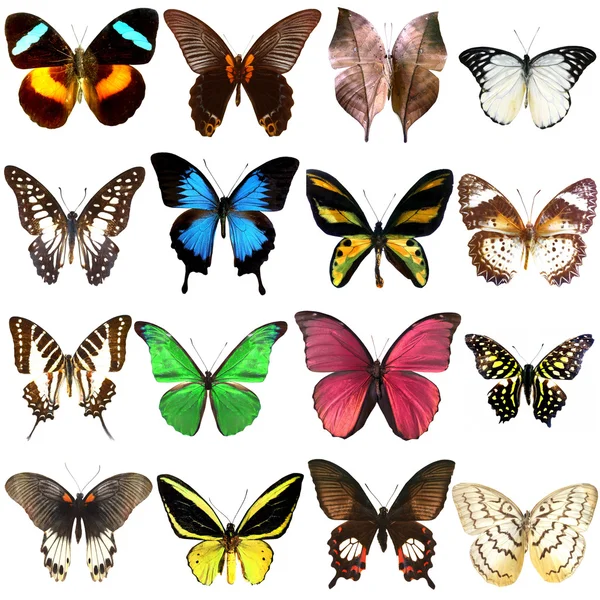 Colección Hermosas Mariposas Tropicales Aisladas Sobre Fondo Blanco Fotos de stock