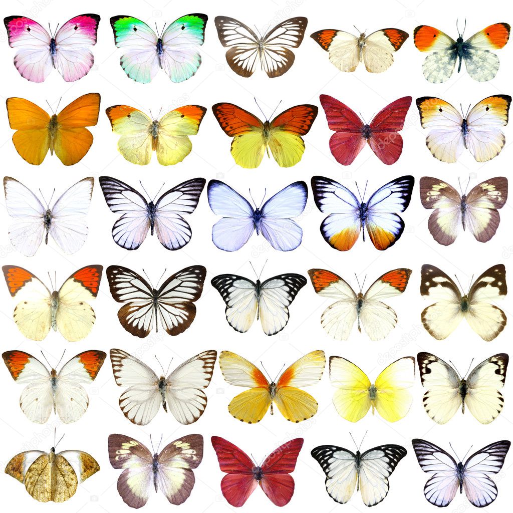 Collection of beautiful tropical butterflies isolated on white background