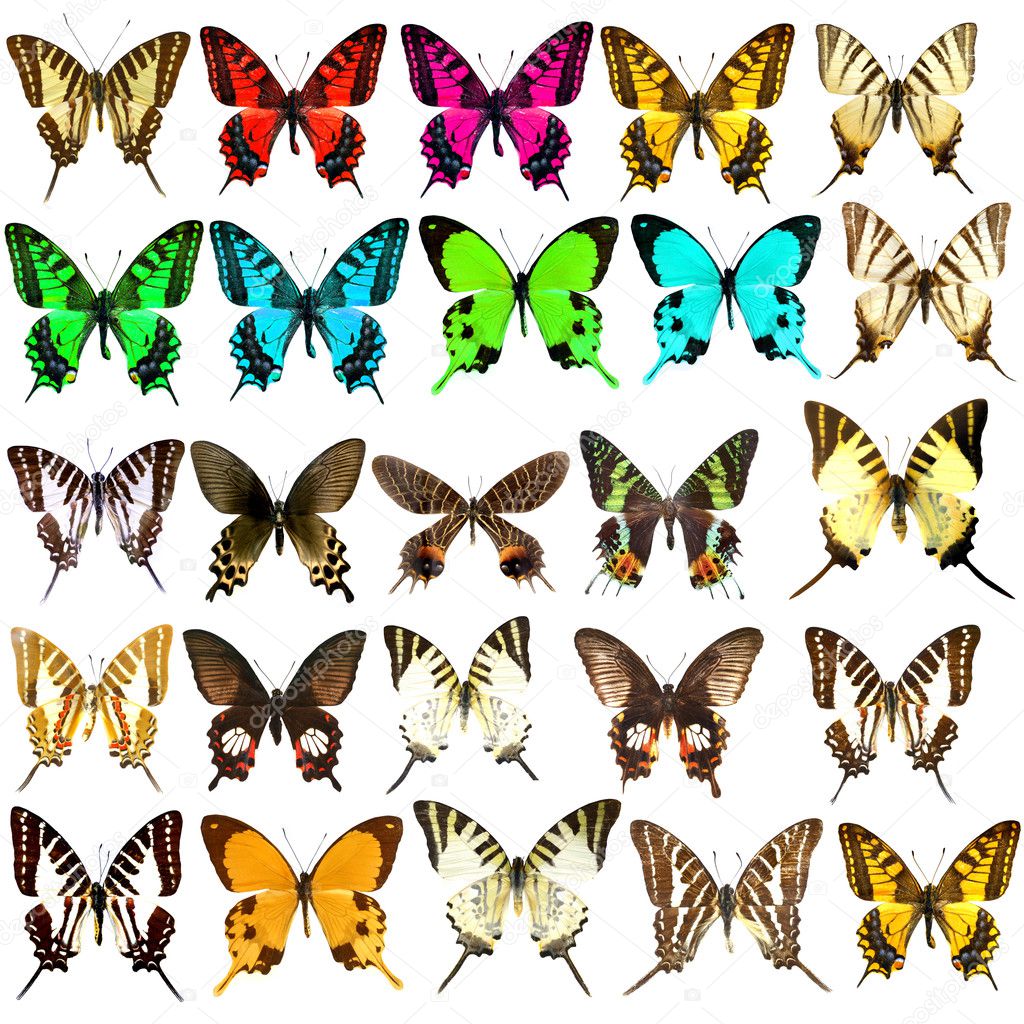 Collection of beautiful tropical butterflies isolated on white background