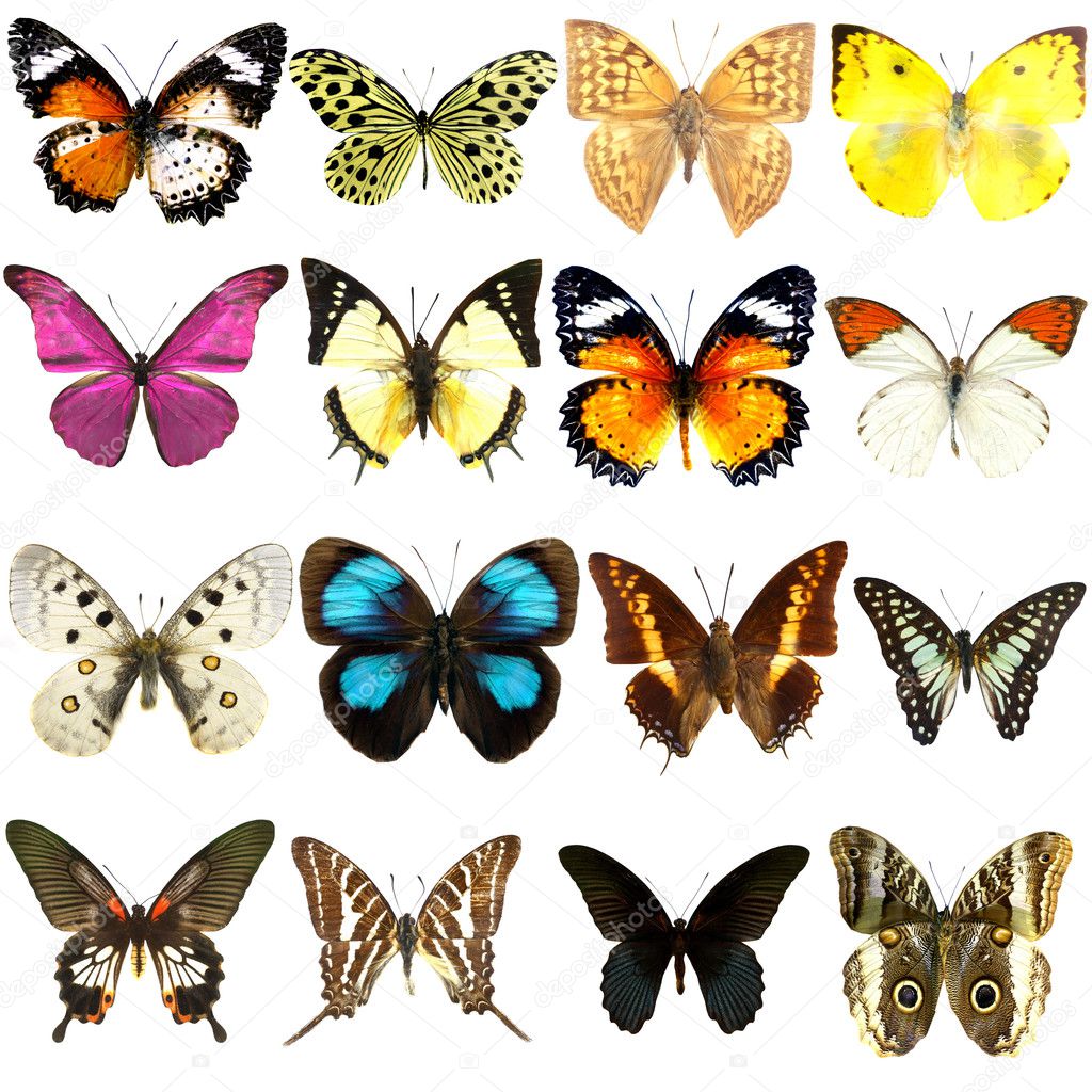 Collection of beautiful tropical butterflies isolated on white background