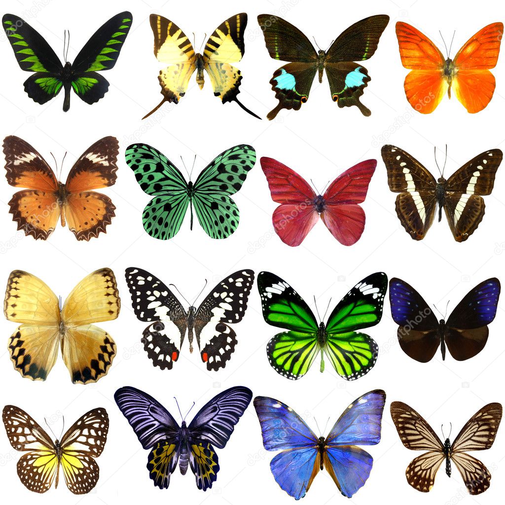 Collection of beautiful tropical butterflies isolated on white background