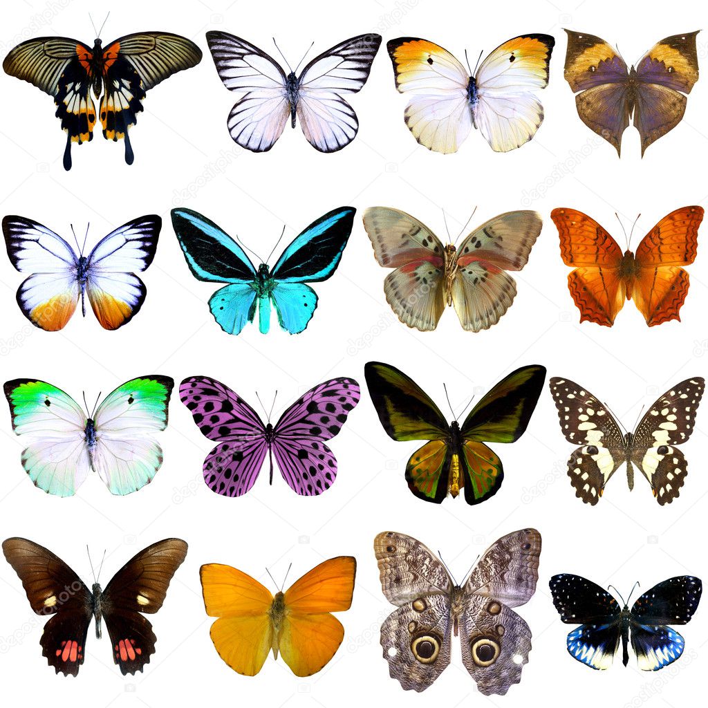 Collection of beautiful tropical butterflies isolated on white background