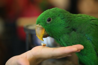 Yakın plan yeşil papağan kafası.