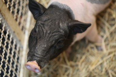 Çiftlikteki siyah, pembe domuz.