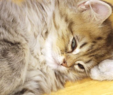 Yakın plan Şirin, uyuyan kedi, kafa