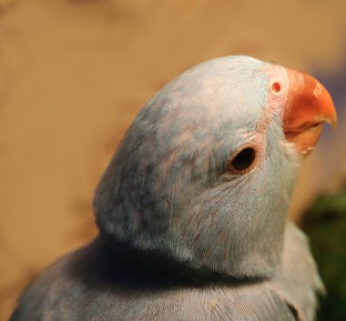 Yakın plan mavi yavru papağan kuşu