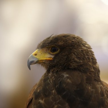 closeup kahverengi Kartal göz