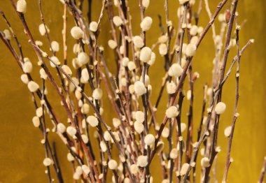 Tüy kuru ot çiçek sarı arka plana sahip