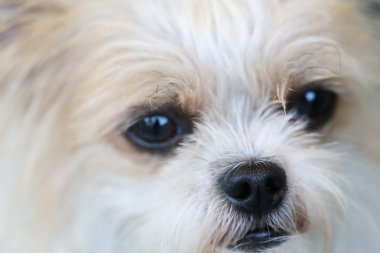 Köpek burnunun yakın çekim