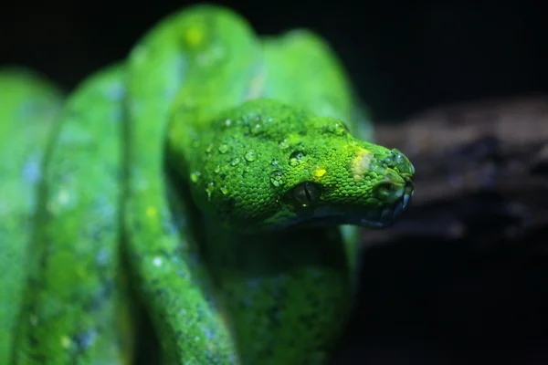 Focus dew on green snake head — Stock Photo, Image