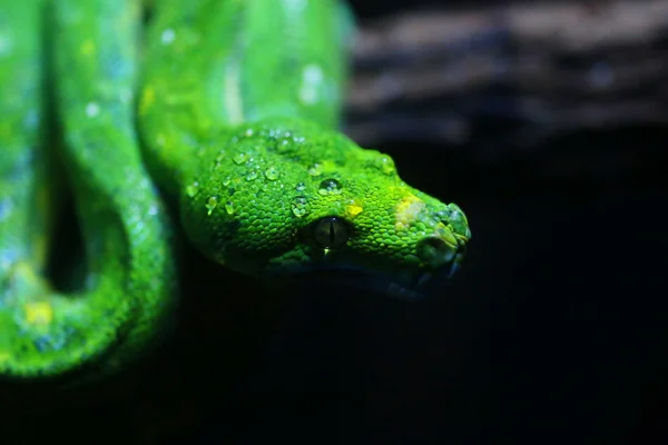 Foco Orvalho Cabeça Cobra Verde Vida Selvagem — Fotografia de Stock