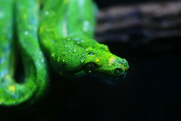 Focus Dew Green Snake Head Wildlife — Stock Photo, Image