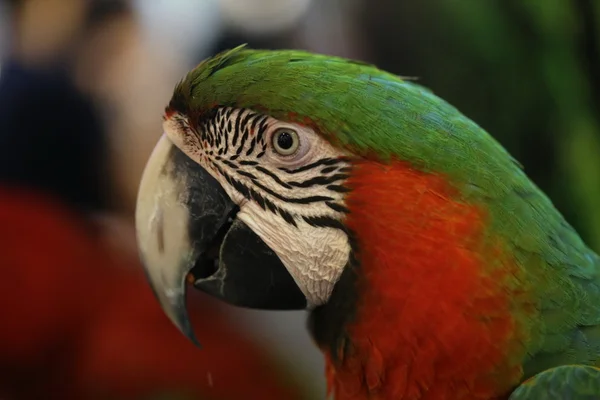 Bellissimi Uccelli Scarlet Macaw Testa Primo Piano — Foto Stock