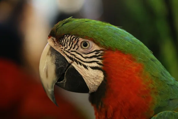 Las Hermosas Aves Guacamayo Escarlata Primer Plano Cabeza — Foto de Stock