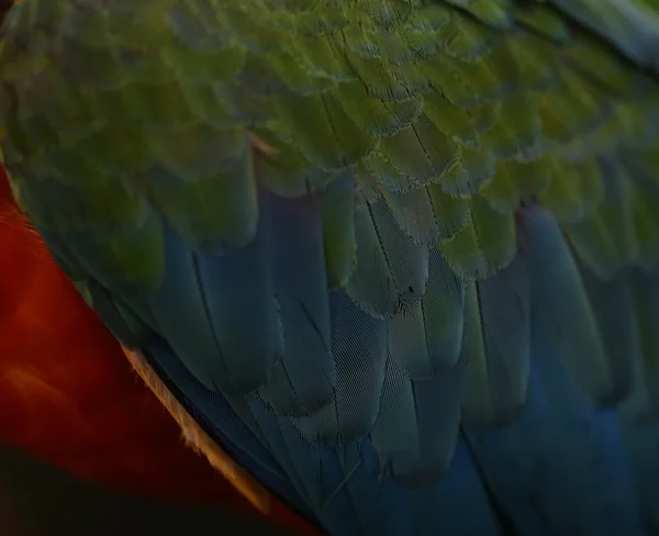 Detailní Scarlet Macaw Peří Barevné Pozadí Textury — Stock fotografie