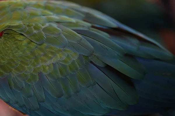 Szekrény Scarlet Macaw Tollak Színes Háttér Textúra — Stock Fotó