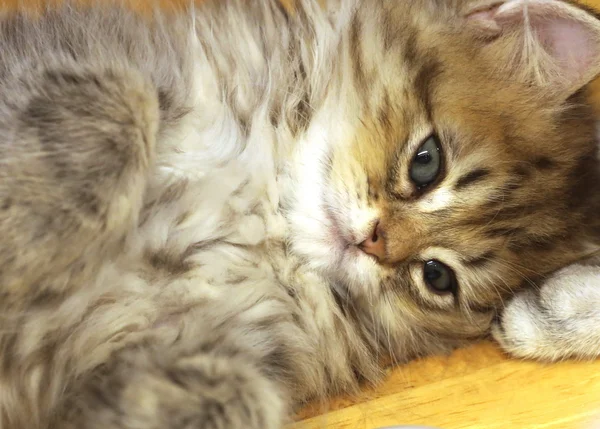 クローズアップかわいい子猫猫 — ストック写真