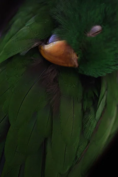 Grön Fjäder Bakgrund Papegoja — Stockfoto