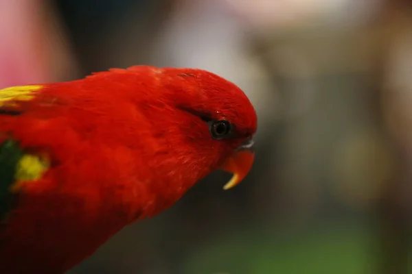 Primer Plano Pequeño Loro Rojo — Foto de Stock