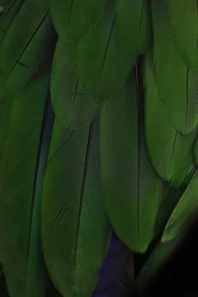 Green Feather Background Parrot — Stock Photo, Image